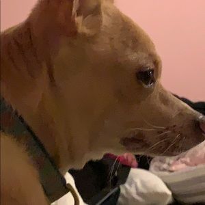 Meet your Posher, Stella